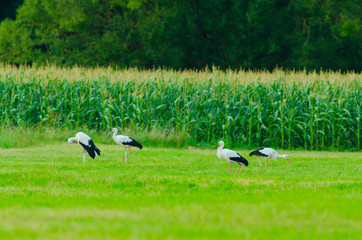 Storch Weißstorch im Frühling - stork spring white stork 