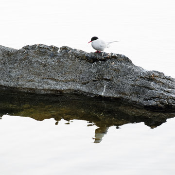 Seagull on rock