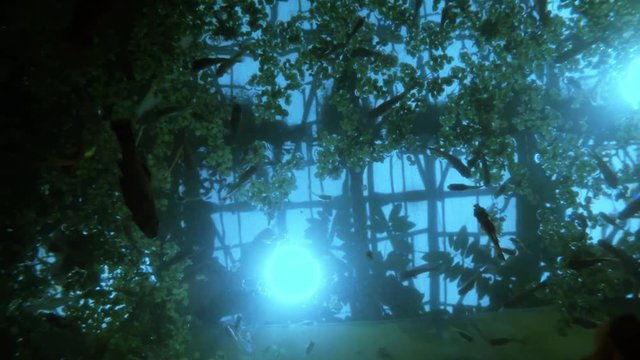 Lot of Small Fish Swimming in Water With a Carpet of Aquatic Plants Underwater Shooting