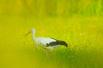 Storch Weißstorch Vogel auf Wiese Frühling - stork spring white stork 