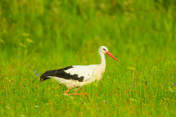Storch Weißstorch Vogel auf Wiese Frühling - stork spring white stork 