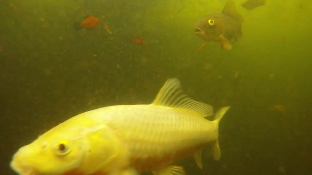 Lot of Fish of Various Colors in Muddy Water of the Botanical Garden