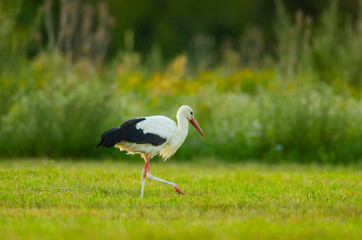 Storch Weißstorch Vogel auf Wiese Frühling - stork spring white stork 