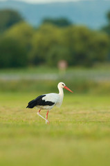 Obraz na płótnie Canvas Storch Weißstorch - stork white stork 