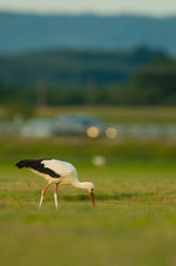 Storch Weißstorch - stork white stork 