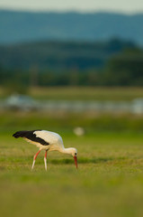 Storch Weißstorch - stork white stork 