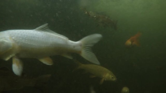 Many Bright Colored Fish in Muddy Water of Botanical Garden