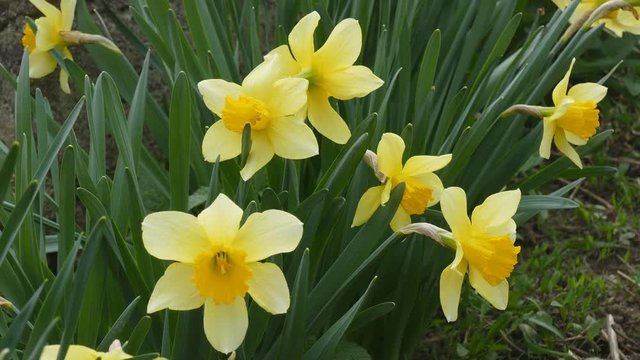 Daffodils swaying in the wind