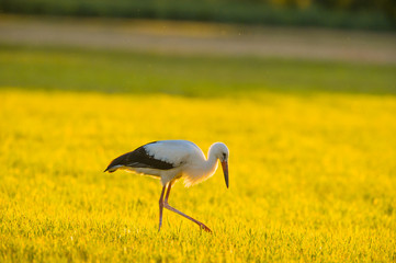 Storch Weißstorch - stork white stork 