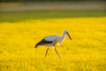 Storch Weißstorch - stork white stork 