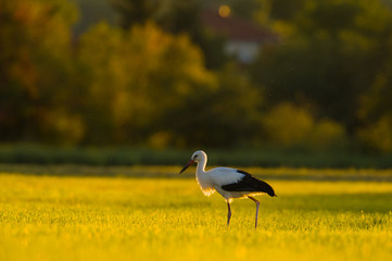 Storch Weißstorch - stork white stork 