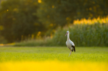 Storch Weißstorch - stork white stork 
