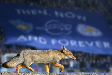 Fototapeta premium real fox leicester city football club wallpaper