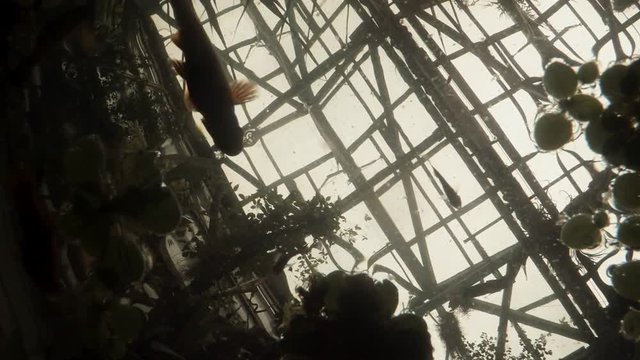 Few Fish Swim in Water Under Leaves of Aquatic Plants in Greenhouse Underwater Shooting