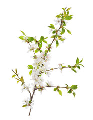 cherry tree branch with blooms and small green leaves
