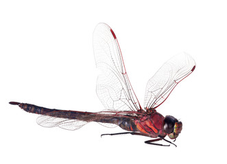 large reddragonfly isolated on white