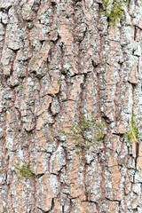tree bark background