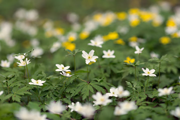 white anemones in the forest