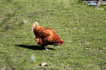 Hen