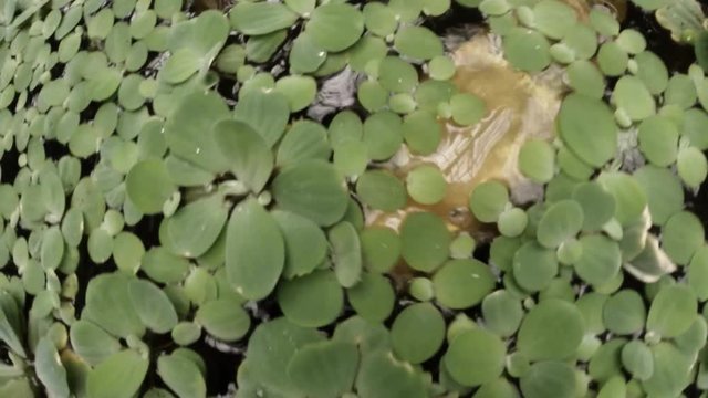Catfish Swims Among Leaves of Aquatic Plants on Water Surface