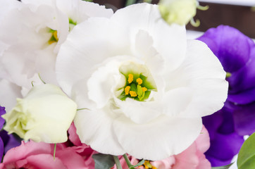  white eustoma flower in bunch