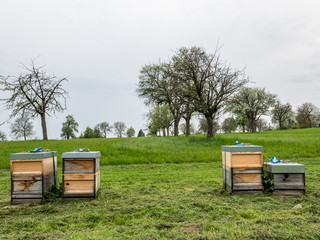 Bienenk&auml;sten im Fr&uuml;hjahr