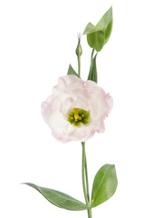 Beauty lihgt pink flower isolated on white. Eustoma