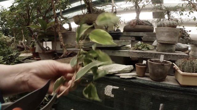 Arm Using Pruning Shears Cut Off Excess on Branch of Plants