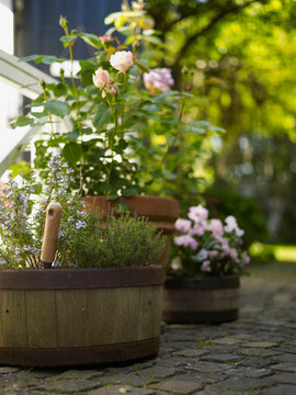 Rustic barrel flower pots and rose plants on garden terrace