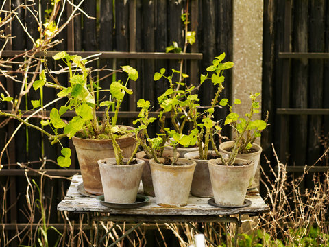 Rustic garden table with geranium plants in pots
