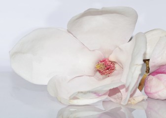 Fototapeta na wymiar Magnolienblüte