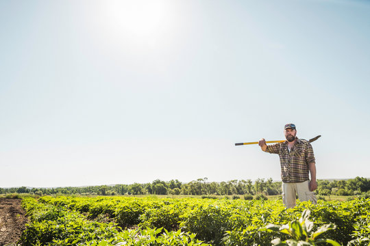 Bearded man in vegetable patch carrying hoe on shoulder looking at camera