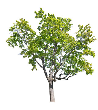 large old green  isolated oak tree