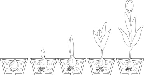 Tulip growth stage. Coloring