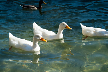Lake Como Ducks