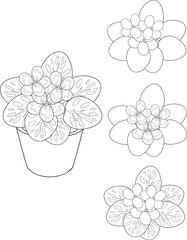 coloring page with african violet flower in pot