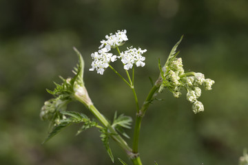 Flowers and buds of Cow Parsley (Anthriscus sylvestris)