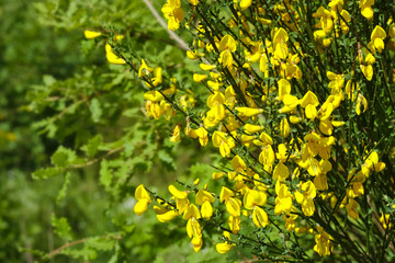 Cytisus Scorparius - Common broom detail