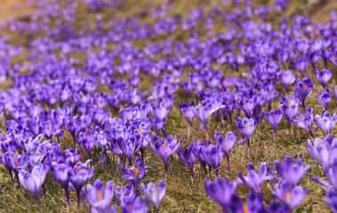 Fototapeta premium many crocuses completely covered in a clearing. the first tender spring lilac, purple flowers in open areas in the morning. Gentle morning sunlight. 