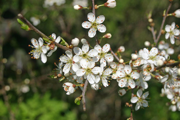 Blackthorn flowers