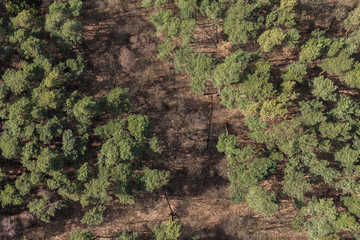 Aerial view of the forest