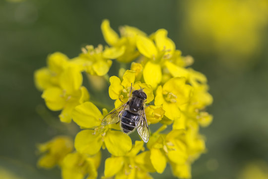 Fruit fly on Flowering Field Mustard (Brassica rapa)