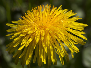 Close-up of Dandelion flower (Taraxacum sp.)