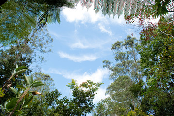 beautiful view of the sky through the trees