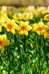 Obraz premium Daffodils closeup. Field with yellow daffodils