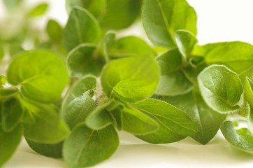 Frischer Oregano aus dem Garten