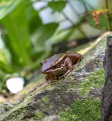 Frog in a garden