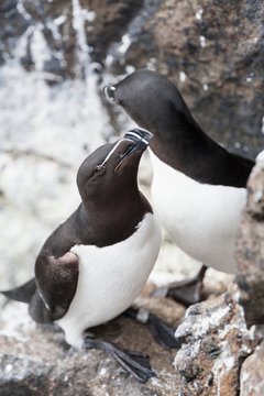 Razorbills (Alca torda), close-up