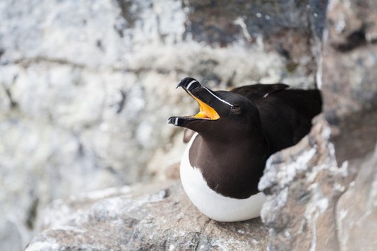 Razorbill (Alca torda), close-up