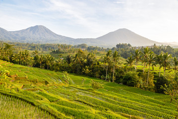 Fototapeta na wymiar Rice terraces of Jatiluwih, Bali